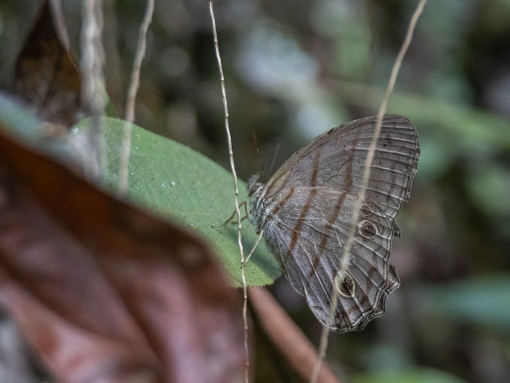 Blue gray Satyr from La María Sasaima Cundinamarca Colombia on May