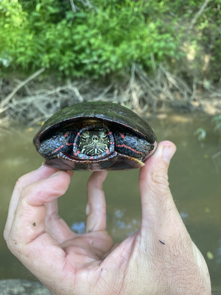 Painted Turtle In June By Grover J Brown Inaturalist