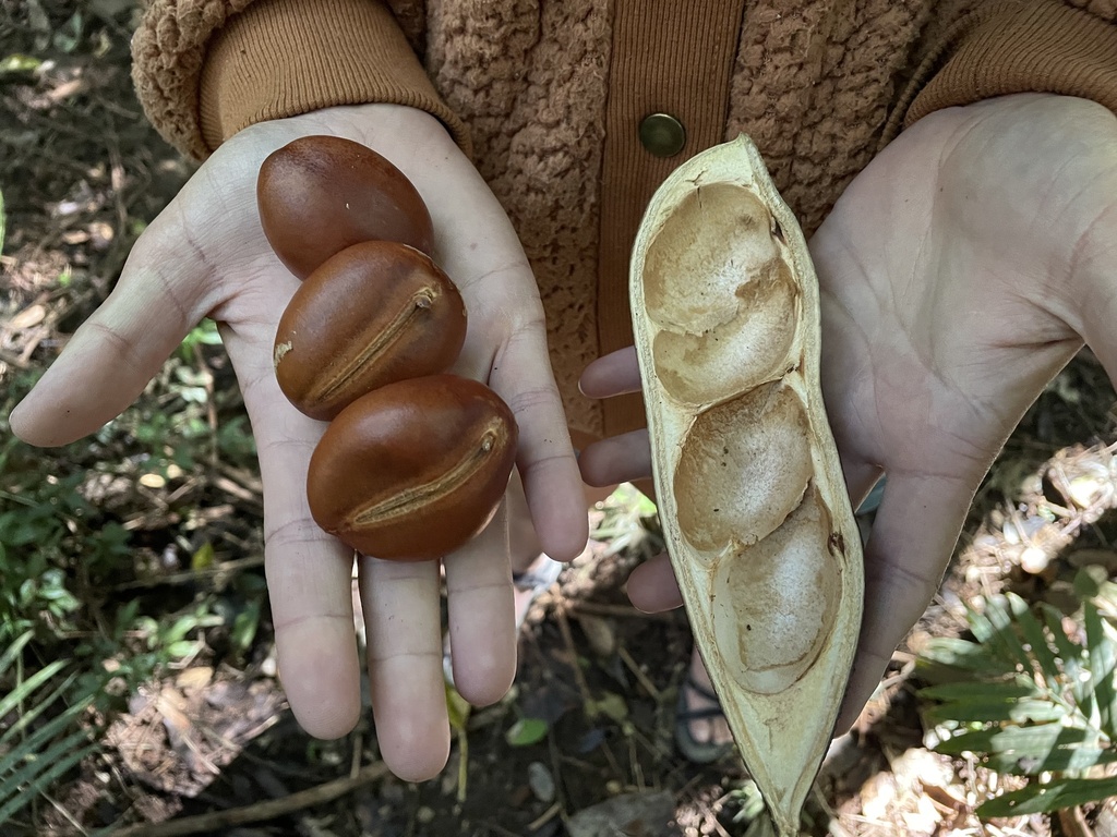 Blackbean From Danbulla National Park And State Forest Danbulla QLD