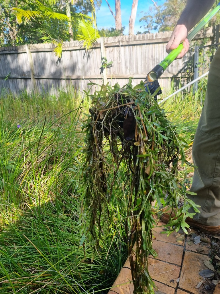 Stargrass In June 2024 By Krg Enviro INaturalist