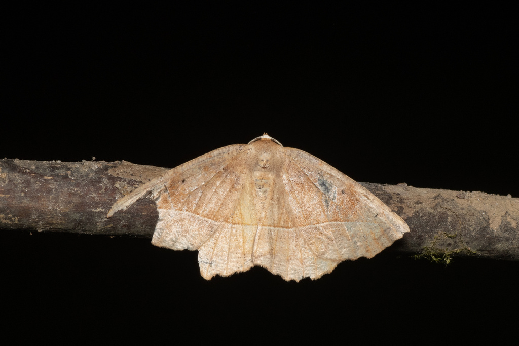 Curved Toothed Geometer Moth From Long Island Southold NY US On June