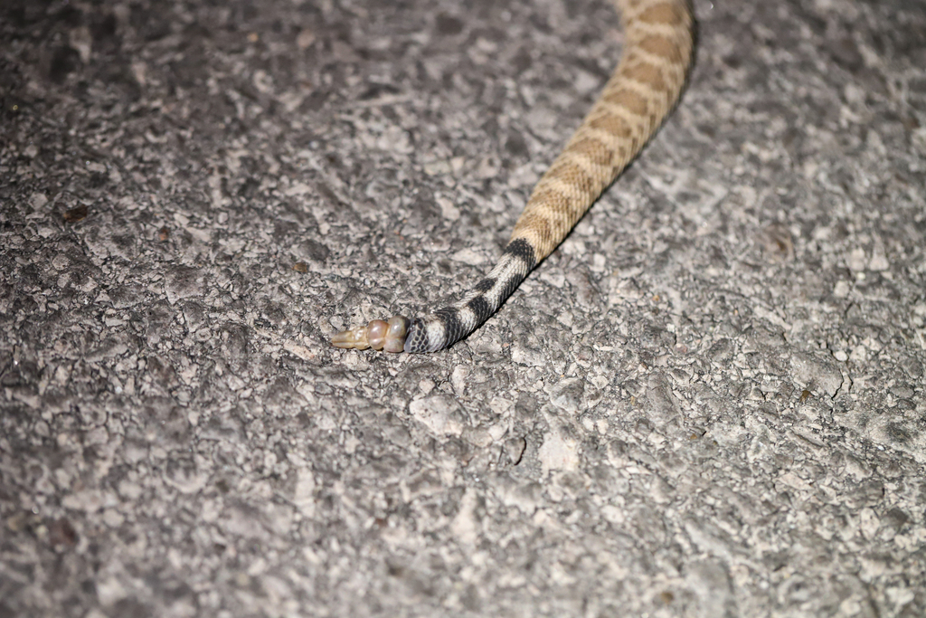 Western Diamond backed Rattlesnake from Doña Ana County NM USA on