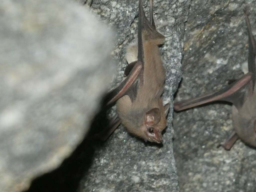 Gray Sac Winged Bat From 70947 Mazunte Oax Mexico On February 24