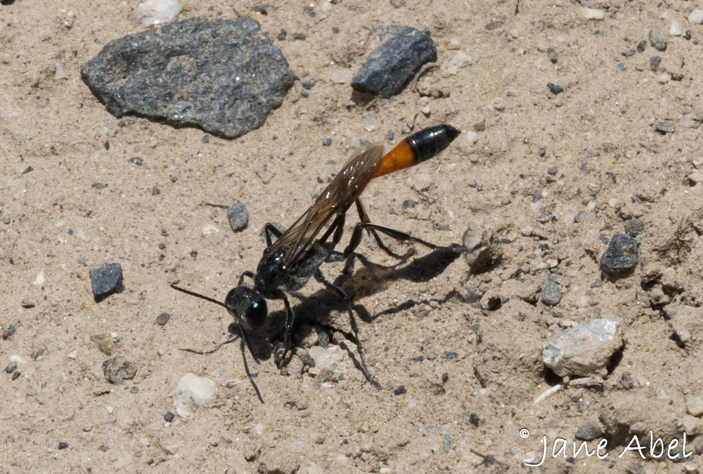 Thread Waisted Sand Wasps From South Richland Richland Wa Usa On