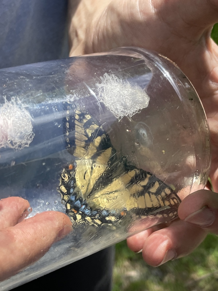 Canadian Tiger Swallowtail From Fitzroy Provincial Park Ottawa ON CA