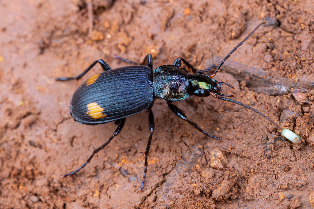 Vivid Metallic Ground Beetles From On June