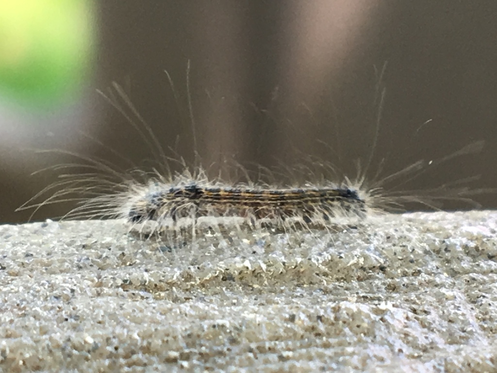 Underwing Tiger Tussock And Allied Moths From Pleasant Ave