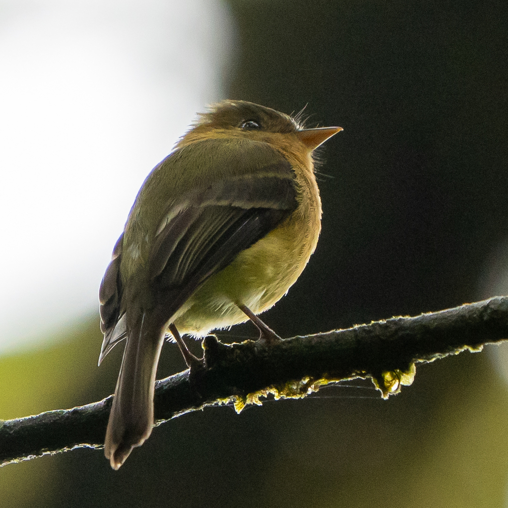 Tufted Flycatcher From Chame Provincia De Panam Oeste Panama On June