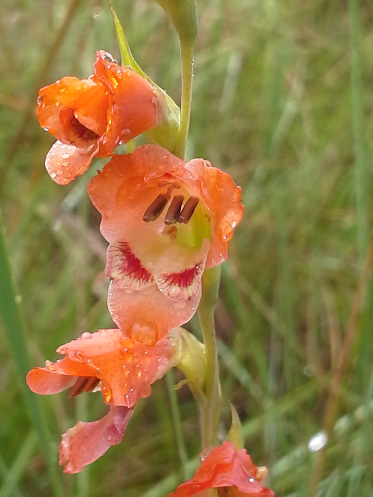 Thick Leaved Gladiolus From Ehlanzeni South Africa On March