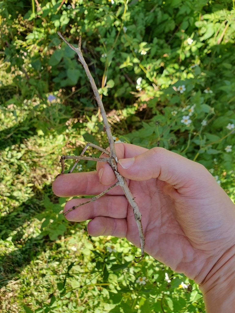 Goliath Stick Insect From Carina Qld Australia On June