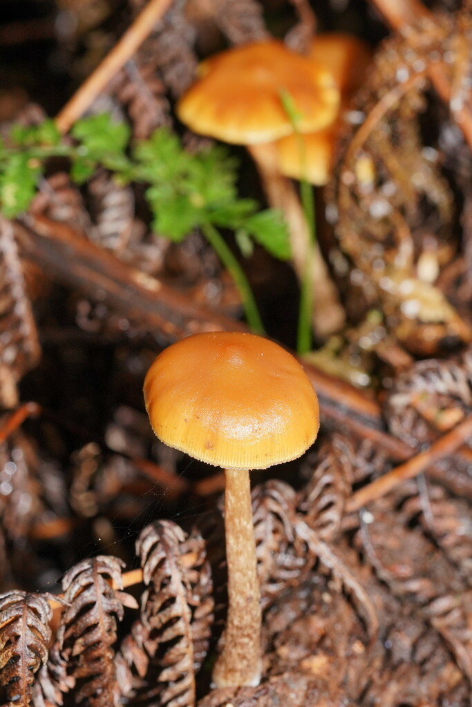 Galerina Patagonica From Gembrook VIC 3783 Australia On June 15 2024