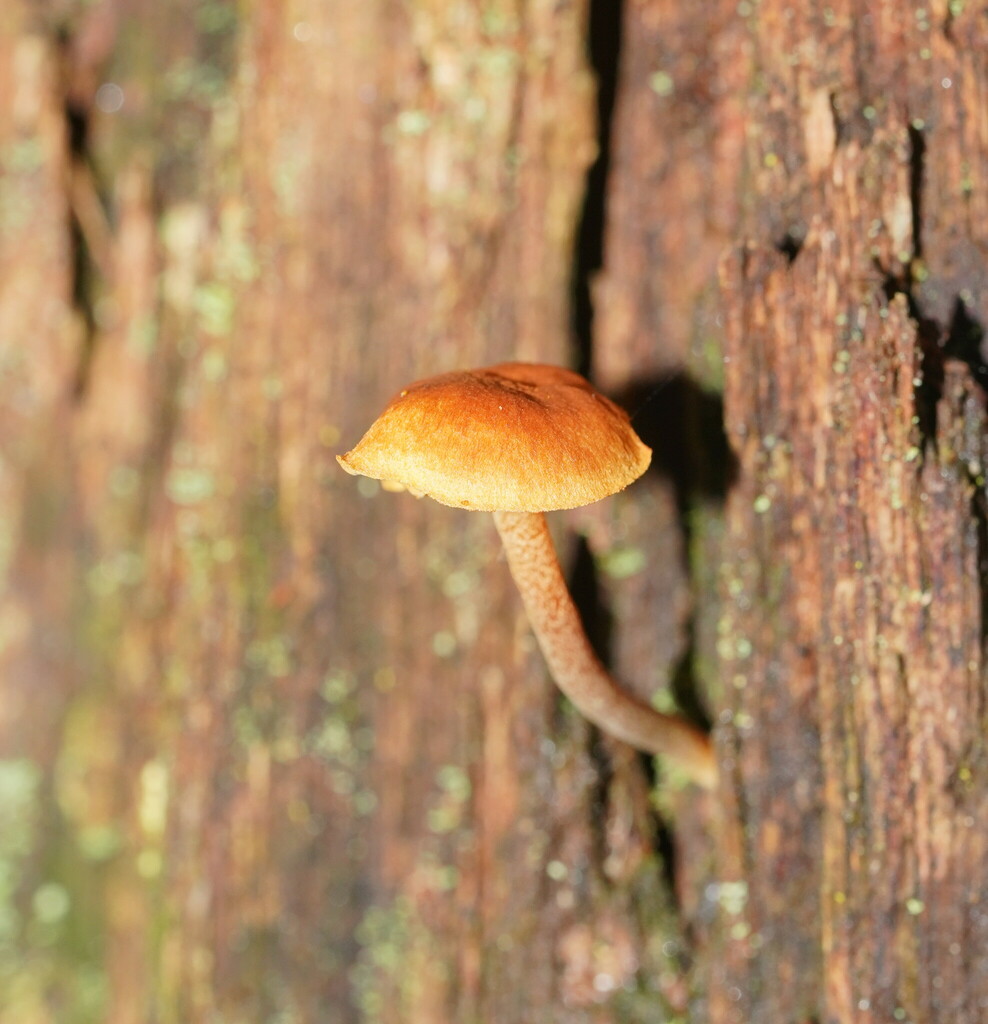 Gymnopilus Eucalyptorum From Melbourne VIC Australia On June 10 2024