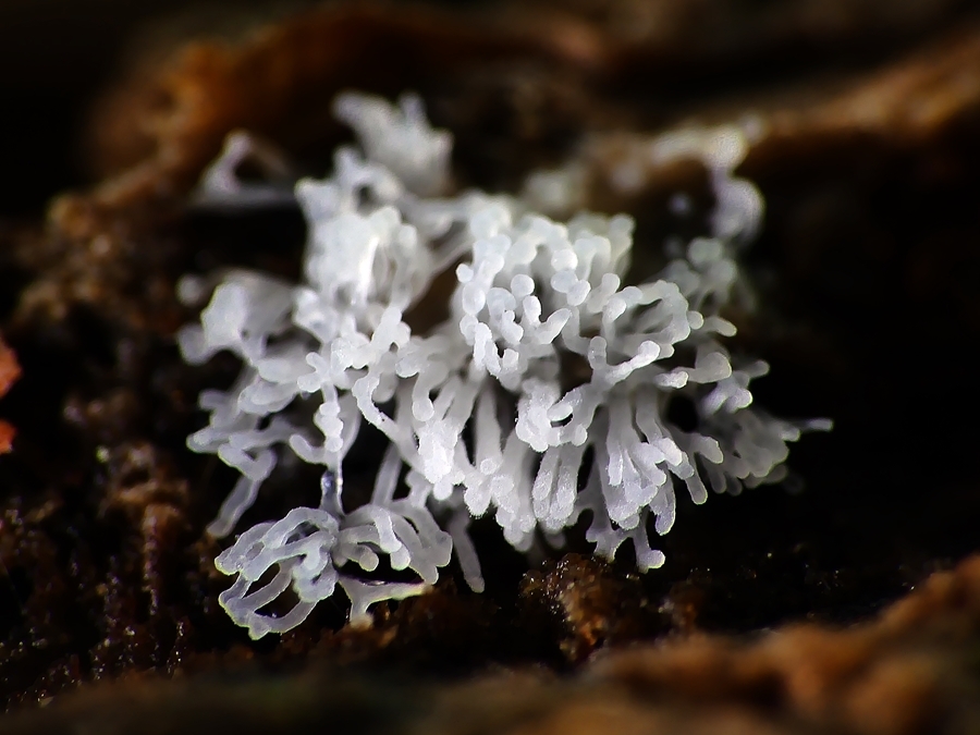 Honeycomb Coral Slime Mold From Belair Sa Australia On June