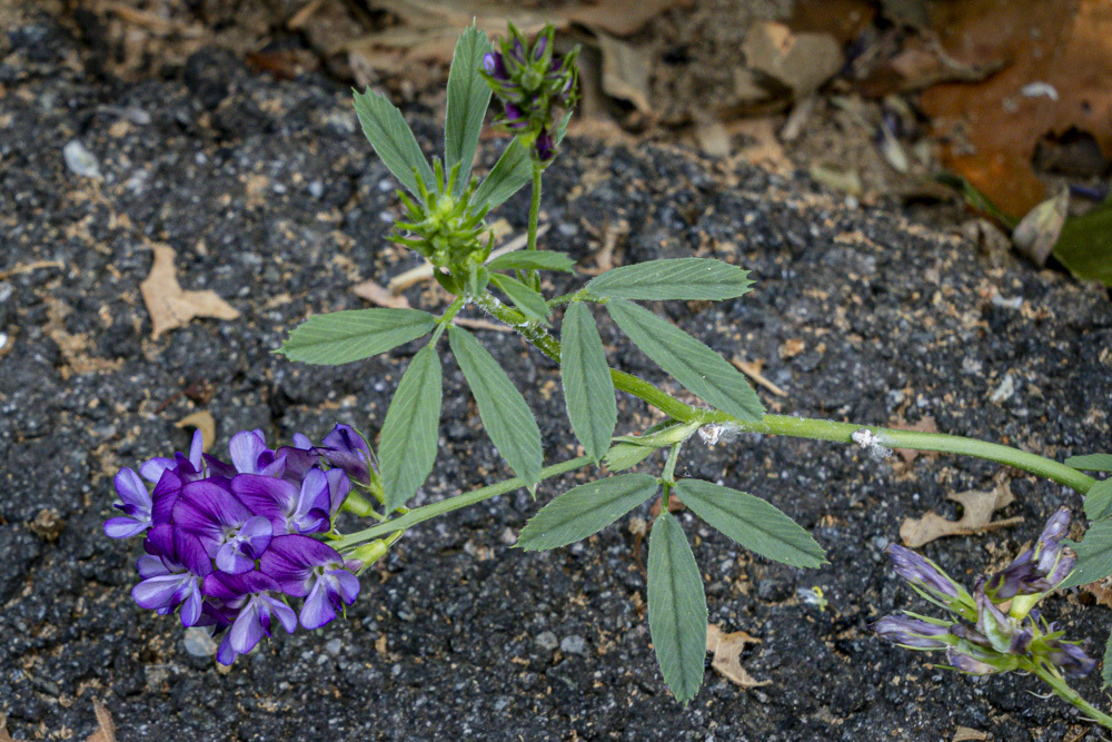 Alfalfa From Rockland County NY USA On June 19 2024 At 09 41 AM By