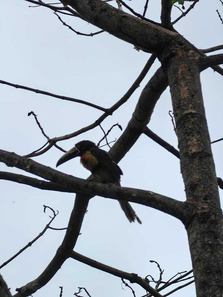 Collared Aracari From San Pablo Cuautlapan Ver M Xico On June