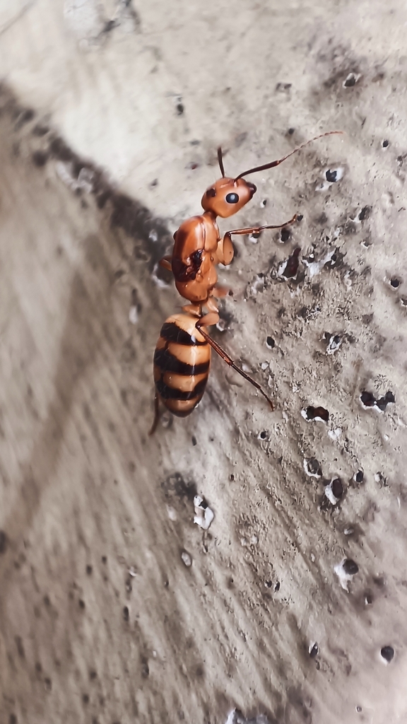 Caribbean Banded Carpenter Ant from Playas del Sur Mazatlán Sin