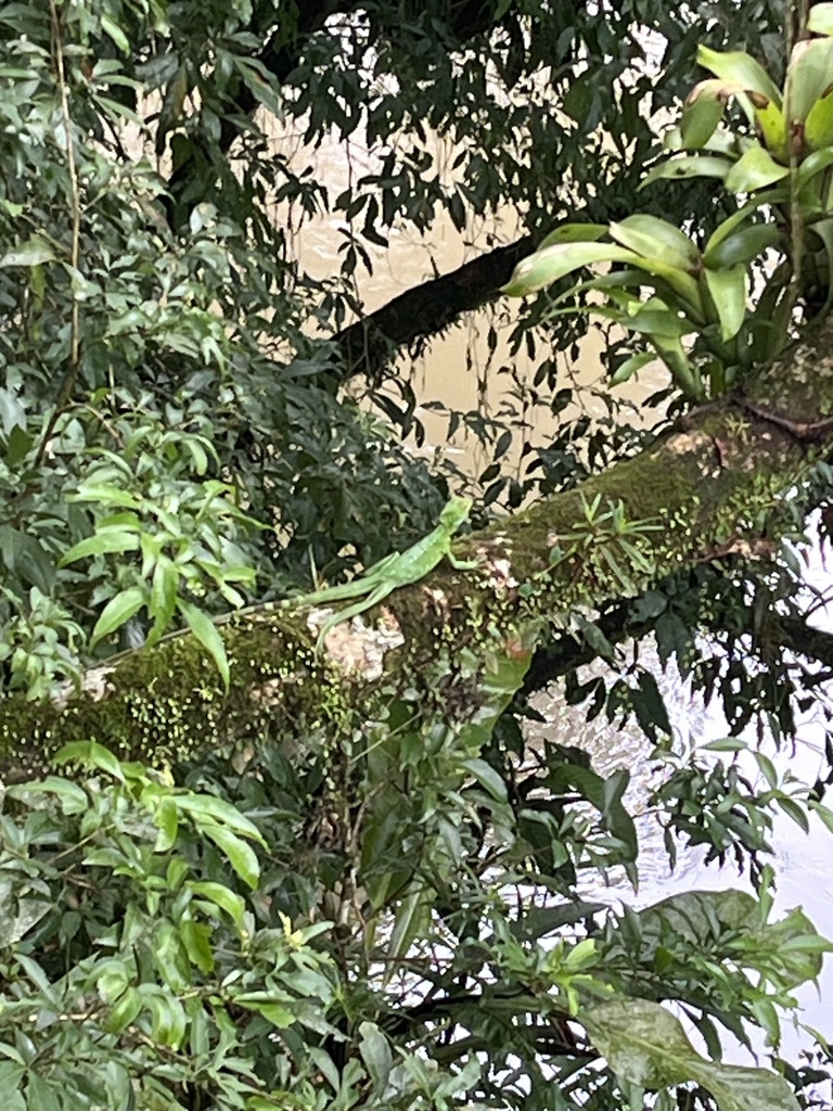 Green Basilisk From Sendero Universal Sarapiqui Heredia Cr On June