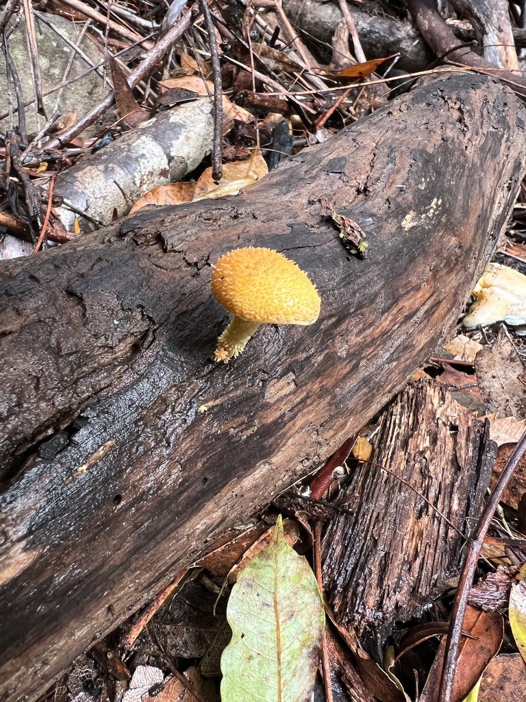 Golden Scruffy Collybia From Marramarra National Park Fiddletown NSW