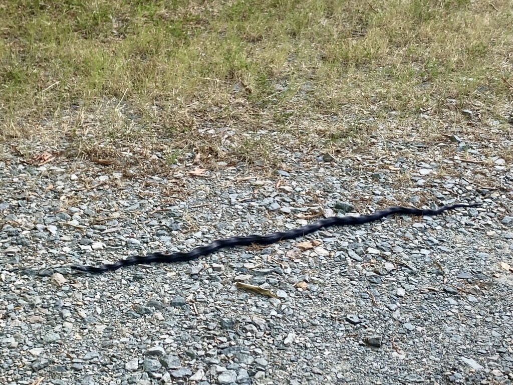 Eastern Gray Ratsnake Complex From New Hill Olive Chapel Rd Apex Nc