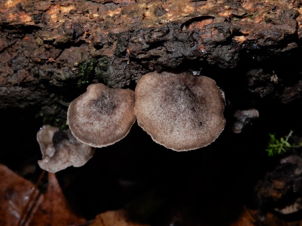 Entoloma Gloucesterense From Mt Lees Reserve Sanson New Zealand On