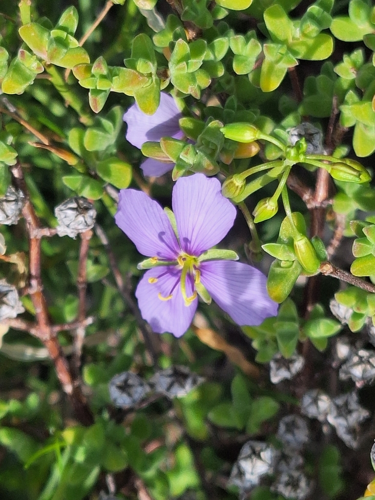 Pepper Sunspurge From Kannaland Local Municipality South Africa On