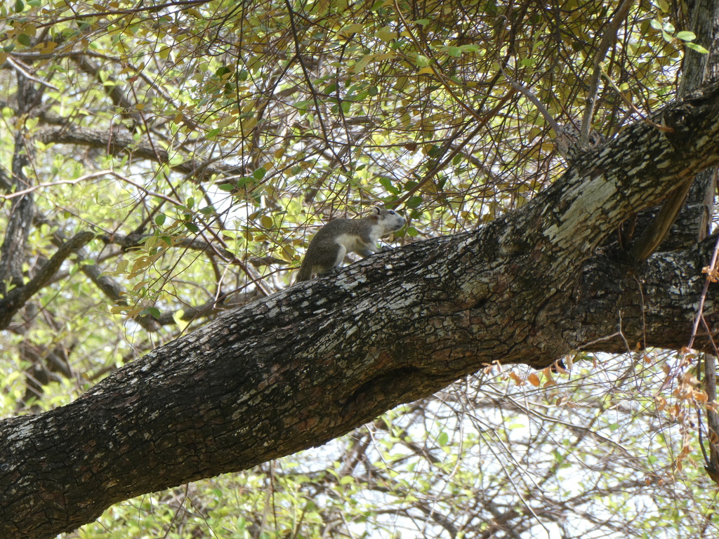 Finlayson S Squirrel From Tha Wasukri Phra Nakhon Si Ayutthaya Phra