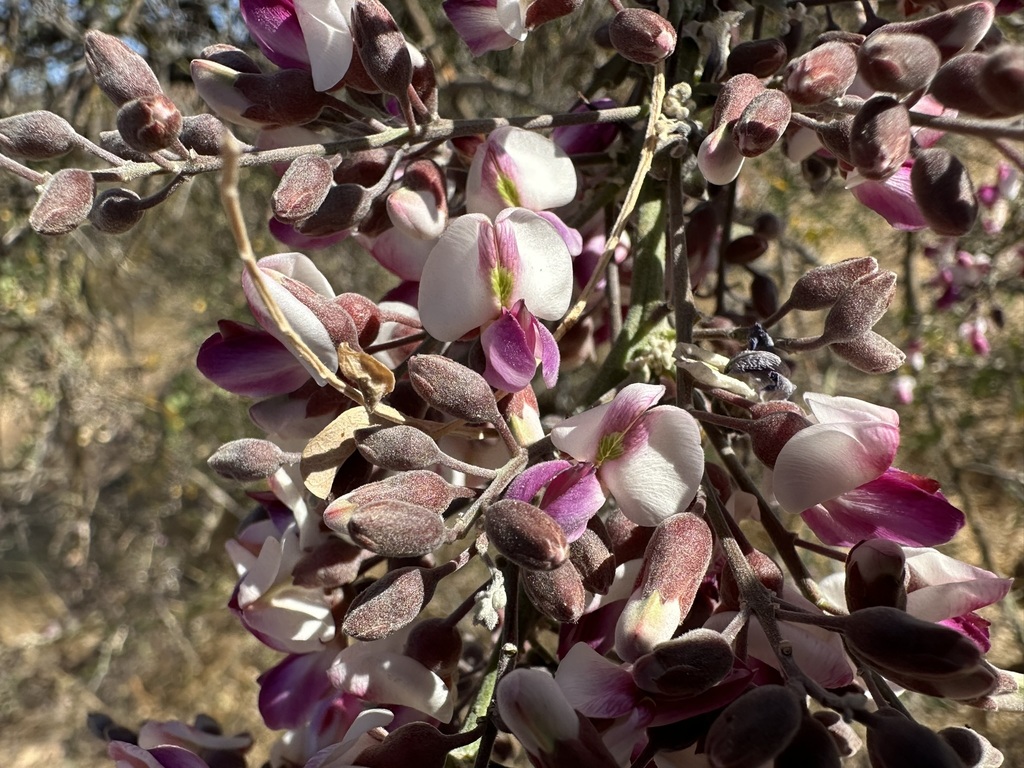 Desert Ironwood From Muleg B C S M Xico On May At Am