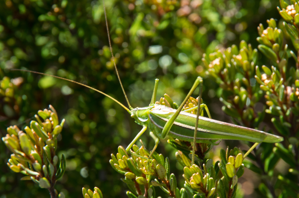 Leaf Katydids From Falls Creek Vic Australia On January