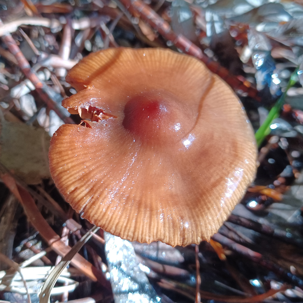 Common Gilled Mushrooms And Allies From Blackheath NSW 2785 Australia