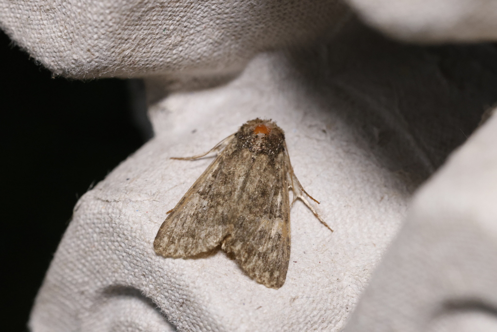 Cutworm Moths And Allies From Lambton County On Canada On June