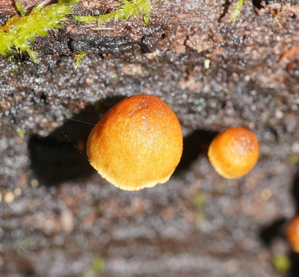 Gymnopilus Eucalyptorum From Orbost VIC 3888 Australia On June 25