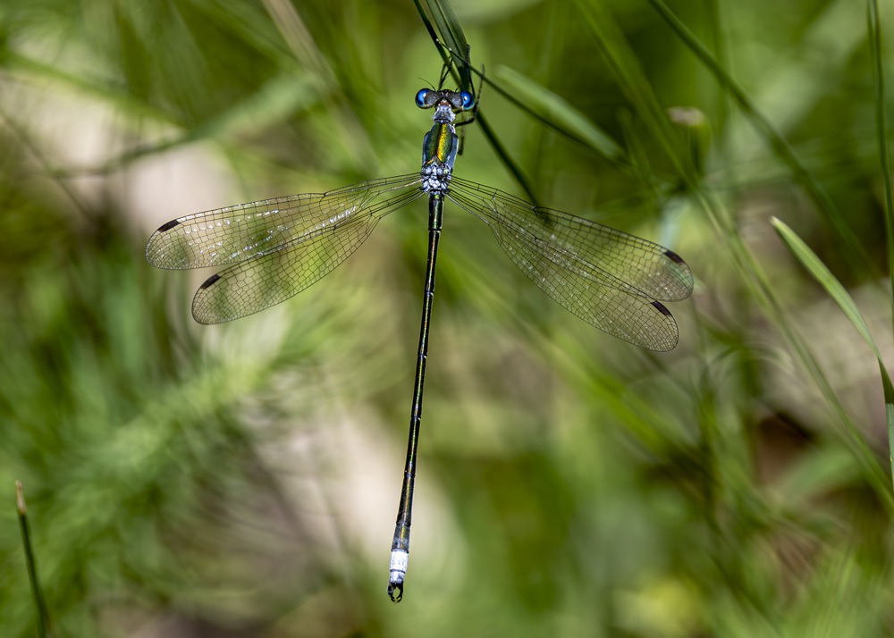 Elegant Spreadwing From Rockland County Ny Usa On June At