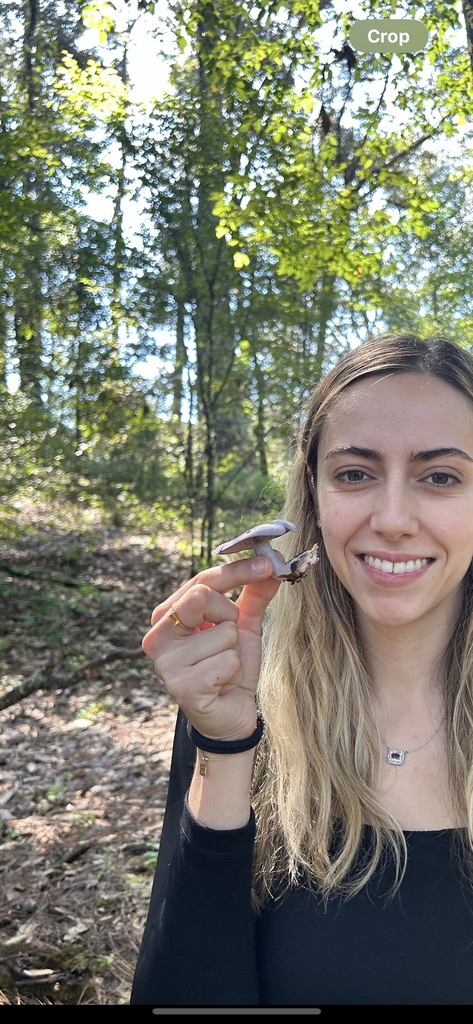 Common Gilled Mushrooms And Allies From Parque Estatal Monte Alto