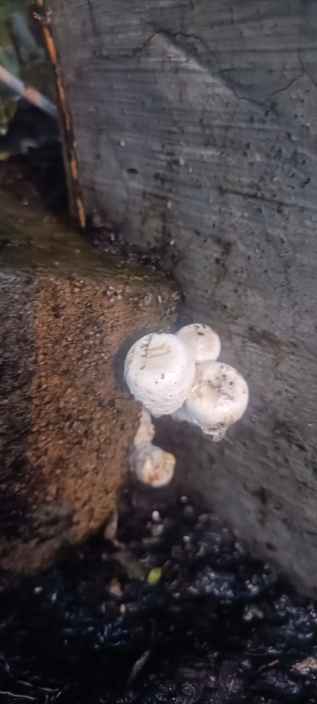 Field And Button Mushrooms From Manzana Magdalena