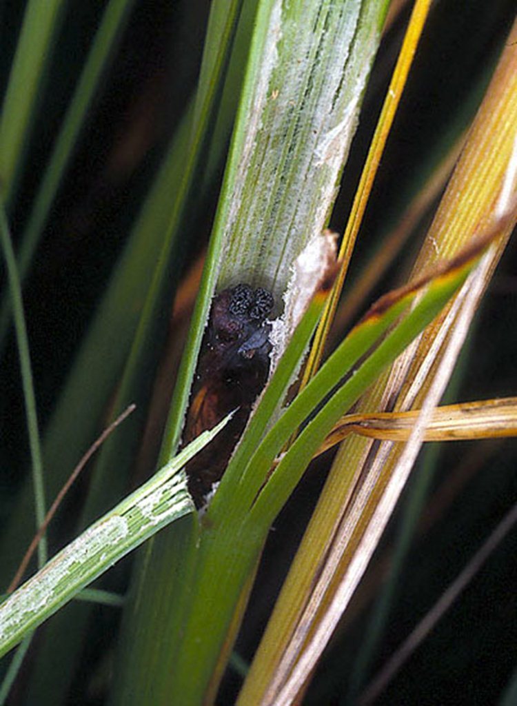 Yellow Sedge Skipper From 28 Fresno Street Altona VIC 3018 Australia