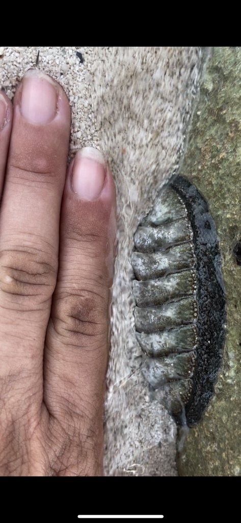 Chiton Tuberculatus Desde Solidaridad MX QR MX El 04 De Julio De 2024