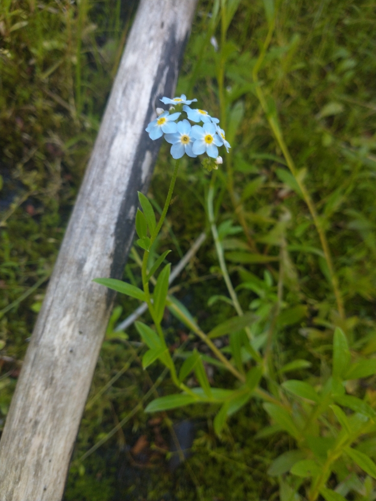 Water Forget Me Not From Willamina OR 97396 USA On July 5 2024 At 04