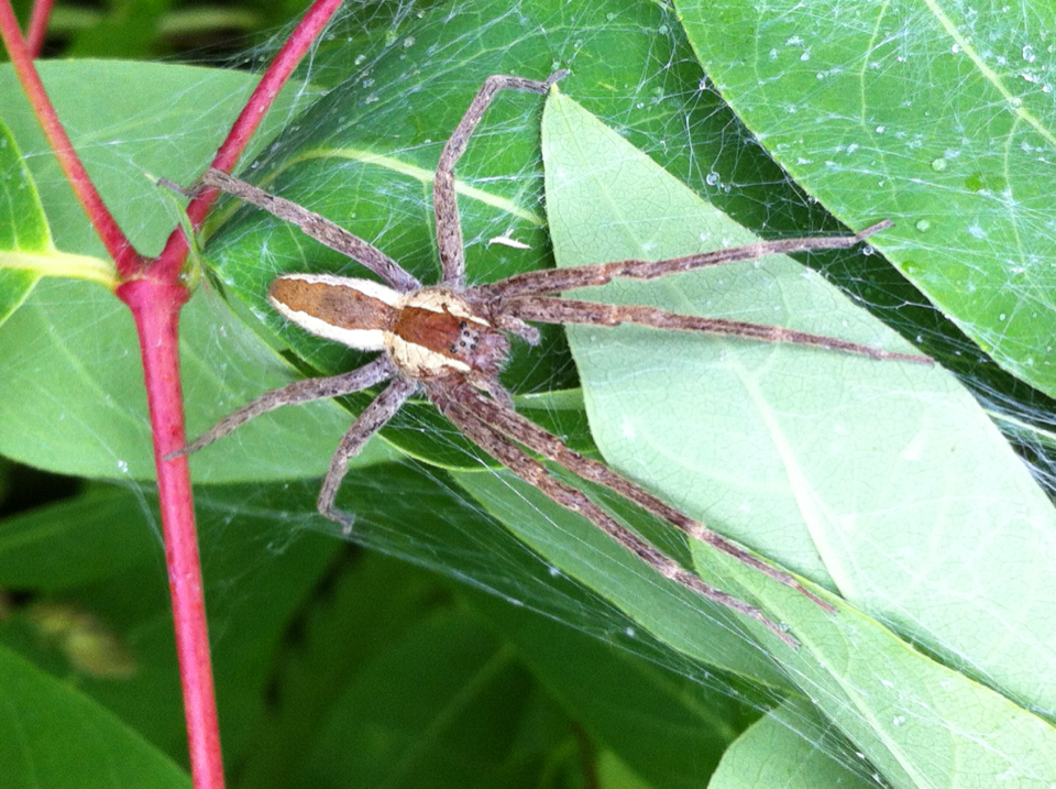 Nursery Web Spider Matbio Arachnids Matanzas Biodiversity