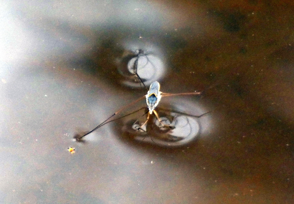 Striped Pond Skaters From Vientiane Laos On July At Am