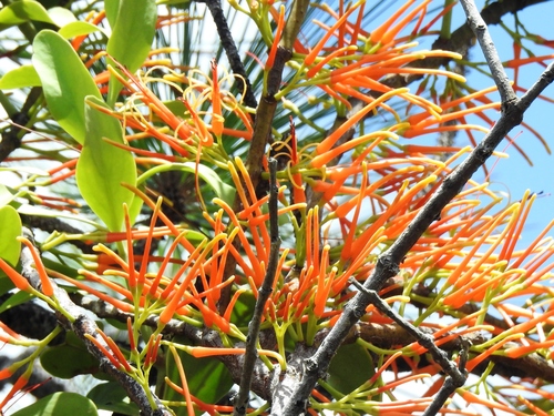 Psittacanthus Pinicola INaturalist United Kingdom