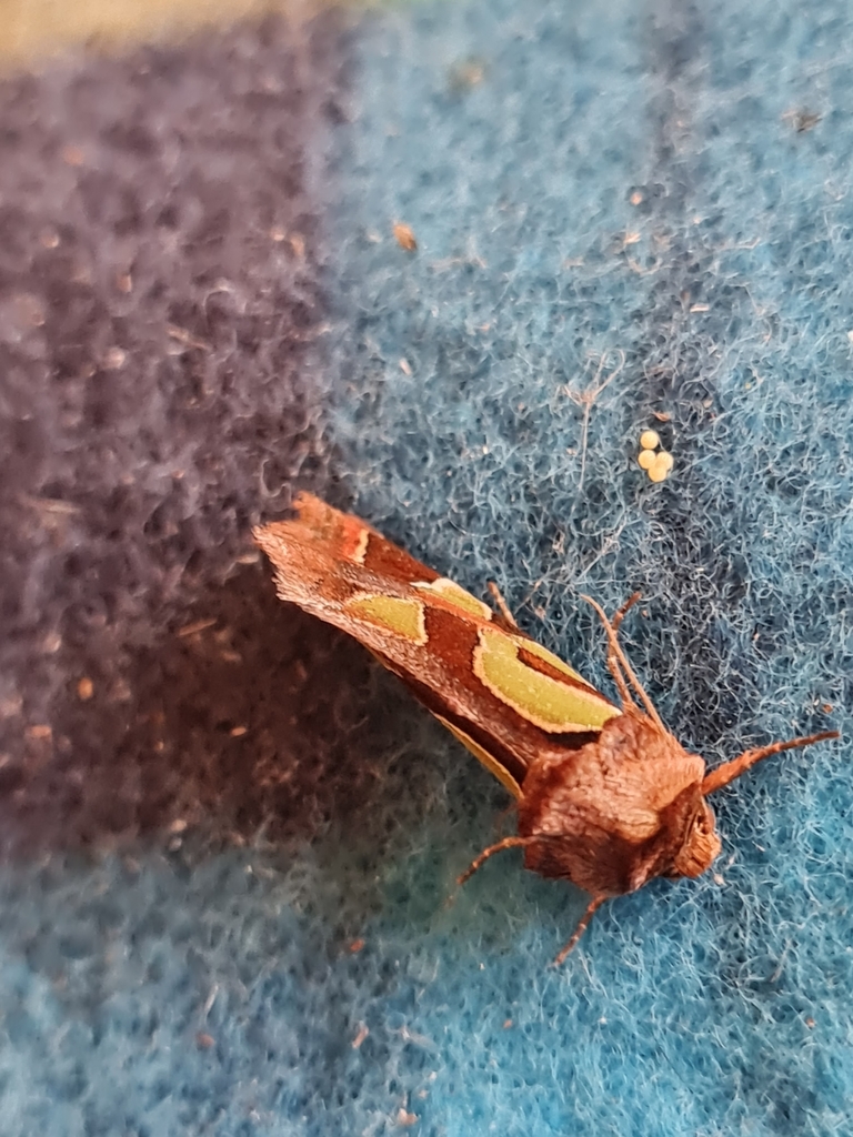 Green Blotched Moth From Yellow Rock Rd At Marau Pl Yellow Rock Nsw