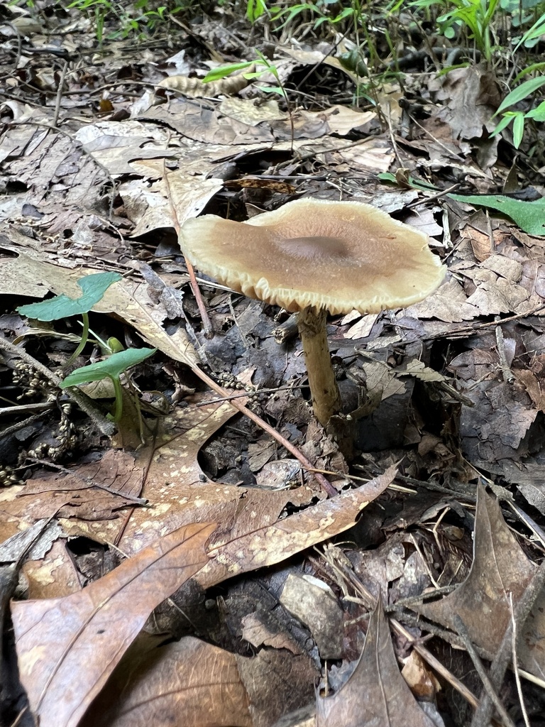 Common Gilled Mushrooms And Allies From Albert Johnson Rd Nashville