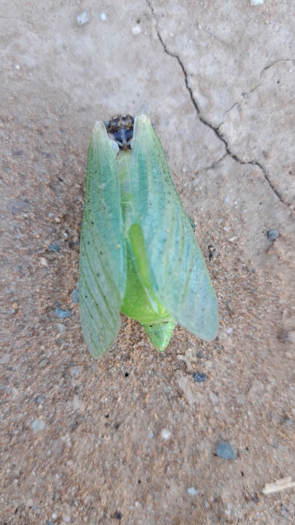 Common Bladderhoppers From Breede River Dc South Africa On July