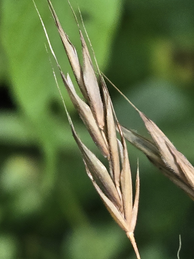 Hairy Woodland Brome From Conquest NY USA On July 20 2024 At 12 45