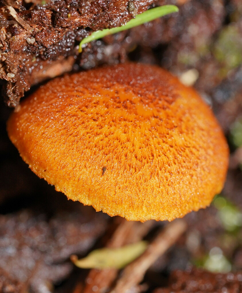 Gymnopilus Ferruginosus From Gruyere Vic Australia On July