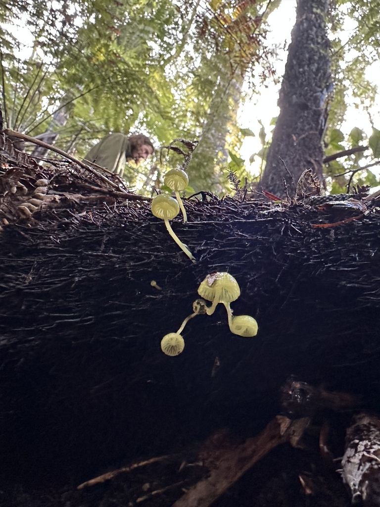 Common Gilled Mushrooms And Allies From North Island Te Ika A M Ui