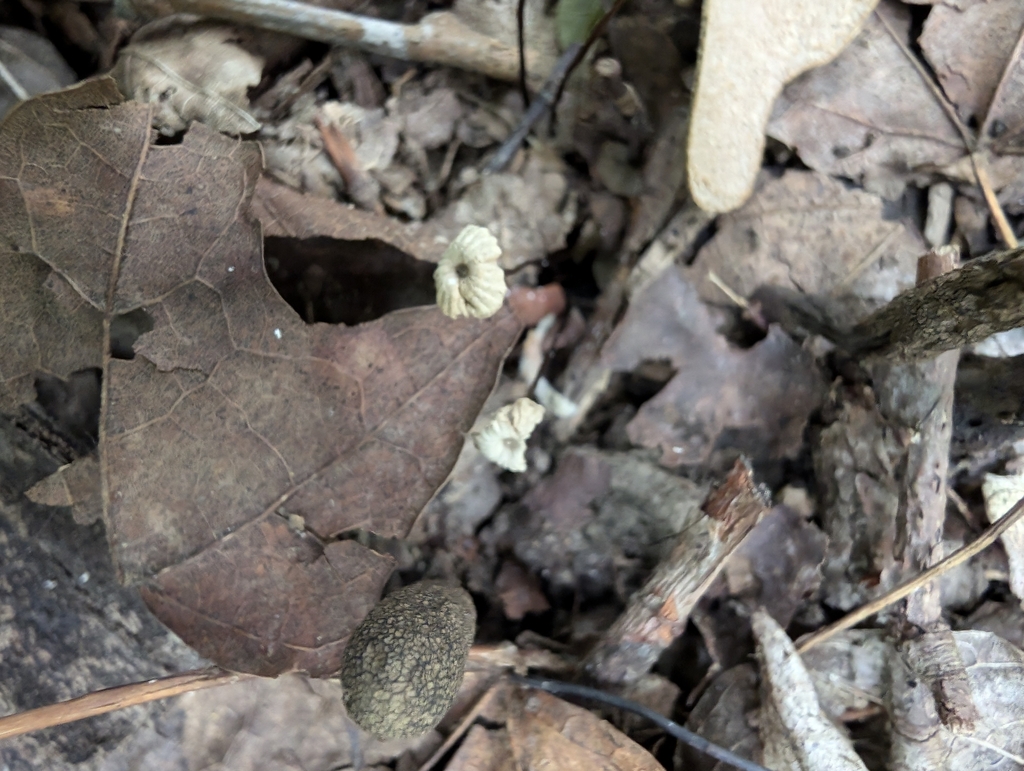 Pinwheels And Parachute Mushrooms From Van Buren Township IN USA On