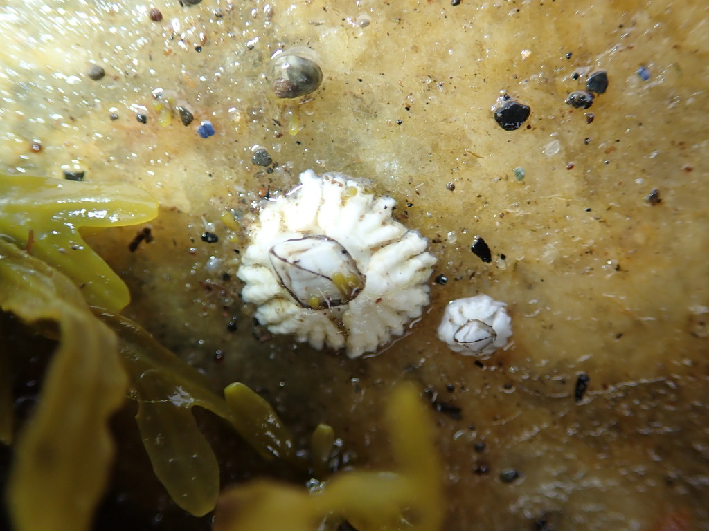 Northern Acorn Barnacle Arthropods At Odiorne Inaturalist