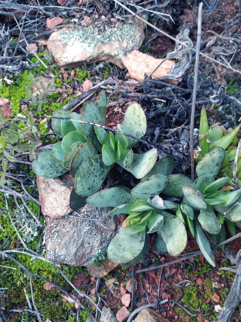 Crassula Nudicaulis Platyphylla From Cape Winelands District