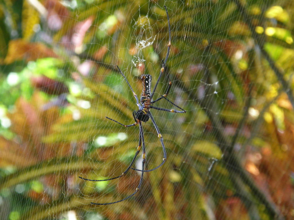 Giant Golden Orbweaver From Talasea PG WN PG On May 23 2019 At 09 38